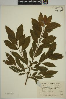 spécimen de Salix discolor