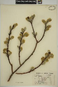 spécimen de Salix discolor
