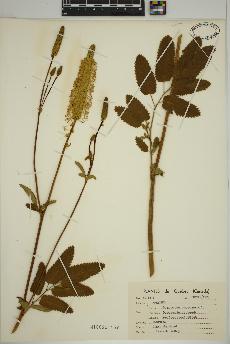 spécimen de Sanguisorba canadensis