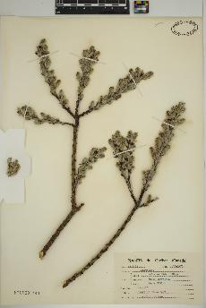 spécimen de Salix candida