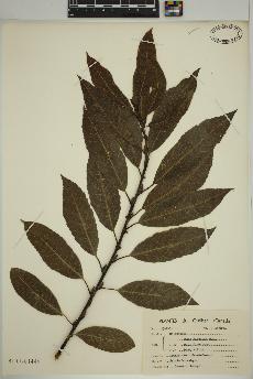 spécimen de Salix discolor