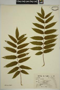 spécimen de Sorbus americana
