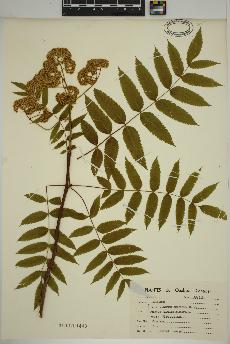 spécimen de Sorbus americana