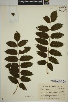 spécimen de Sorbaria sorbifolia