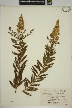 spécimen de spiraea alba