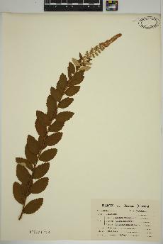 spécimen de Spiraea tomentosa