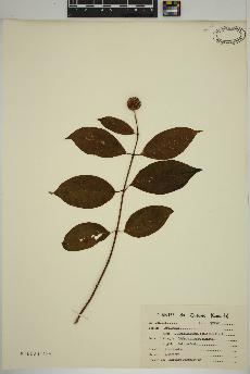 spécimen de Cephalanthus occidentalis