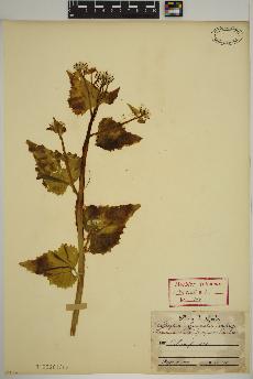 spécimen de Alliaria officinalis