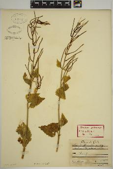 spécimen de Alliaria officinalis