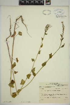 spécimen de Alliaria officinalis