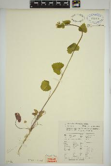 spécimen de Alliaria officinalis