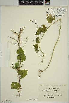 spécimen de Alliaria officinalis