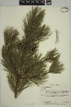 spécimen de Pinus sylvestris