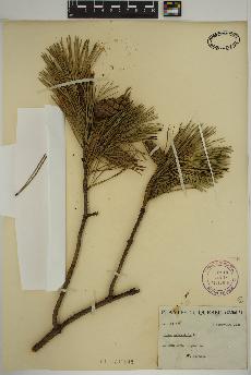 spécimen de Pinus sylvestris