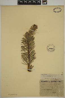 spécimen de Pinus sylvestris