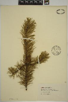 spécimen de Pinus sylvestris