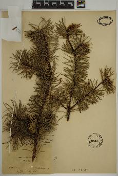 spécimen de Pinus sylvestris