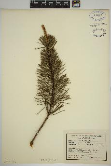 spécimen de Pinus sylvestris