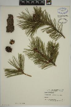 spécimen de Pinus sylvestris