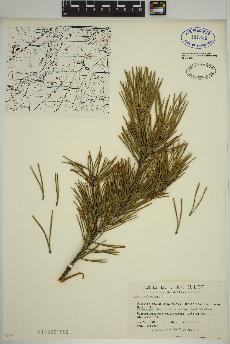 spécimen de Pinus sylvestris