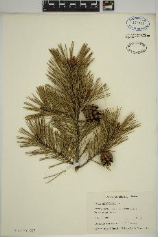 spécimen de Pinus sylvestris