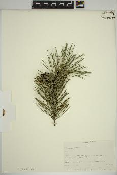 spécimen de Pinus sylvestris