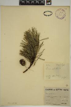 spécimen de Pinus sylvestris