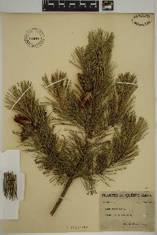 spécimen de Pinus sylvestris