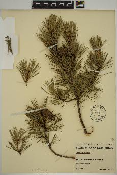 spécimen de Pinus sylvestris