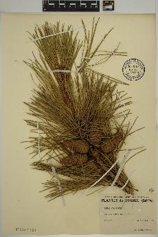 spécimen de Pinus sylvestris