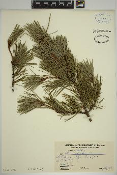 spécimen de Pinus sylvestris