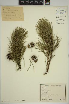 spécimen de Pinus sylvestris