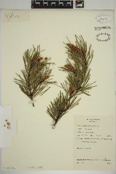 spécimen de Pinus sylvestris