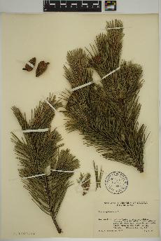 spécimen de Pinus sylvestris