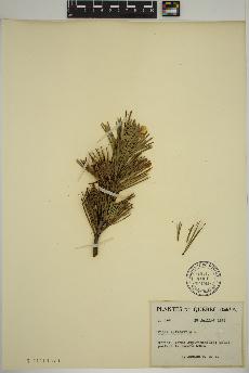 spécimen de Pinus sylvestris