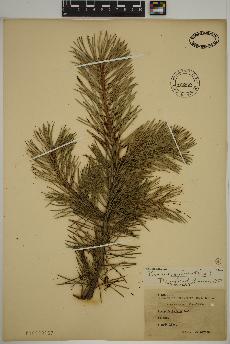 spécimen de Pinus sylvestris