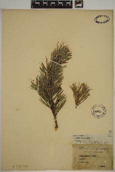 spécimen de Pinus sylvestris