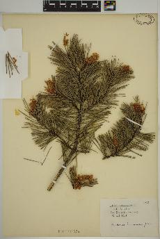 spécimen de Pinus sylvestris