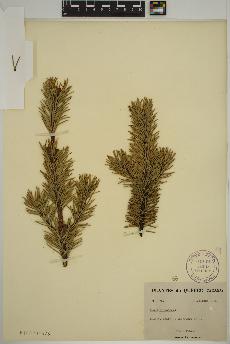 spécimen de Pinus sylvestris