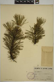 spécimen de Pinus sylvestris