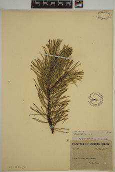 spécimen de Pinus sylvestris