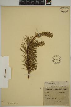 spécimen de Pinus sylvestris