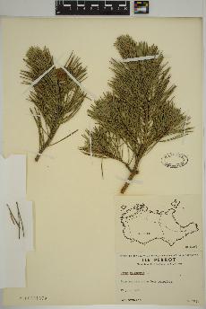 spécimen de Pinus sylvestris