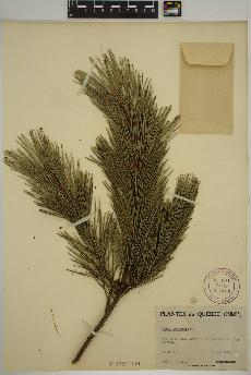 spécimen de Pinus sylvestris