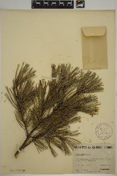 spécimen de Pinus sylvestris