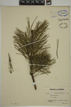 spécimen de Pinus sylvestris