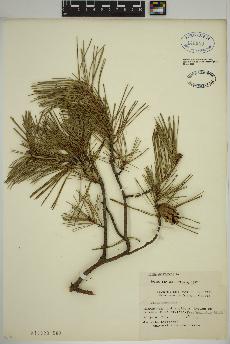 spécimen de Pinus sylvestris