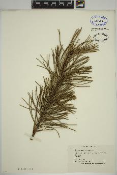 spécimen de Pinus sylvestris