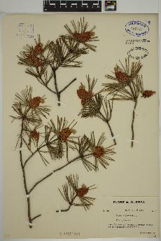 spécimen de Pinus sylvestris