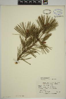 spécimen de Pinus sylvestris